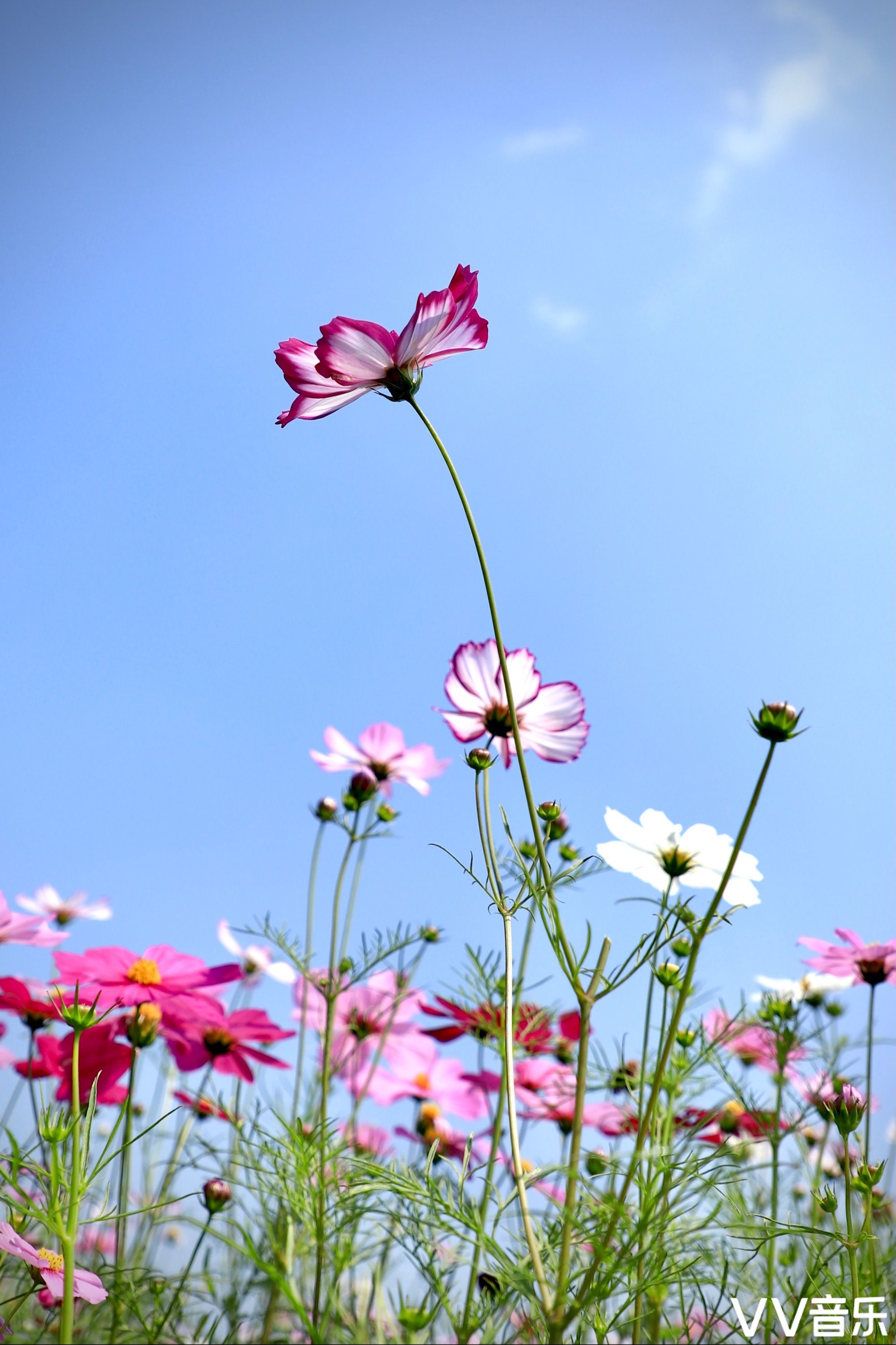 美丽波斯菊