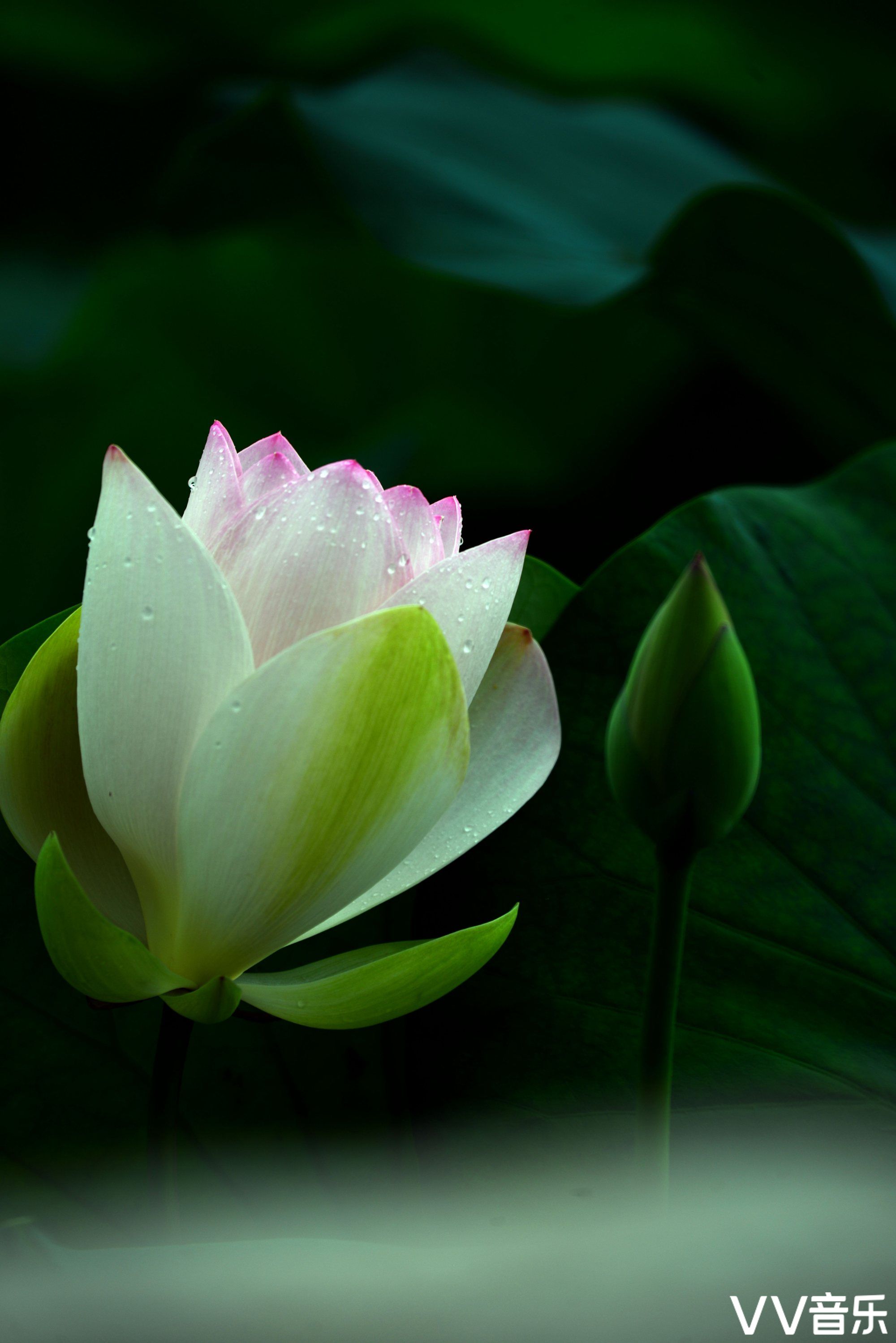 花中君子——荷花