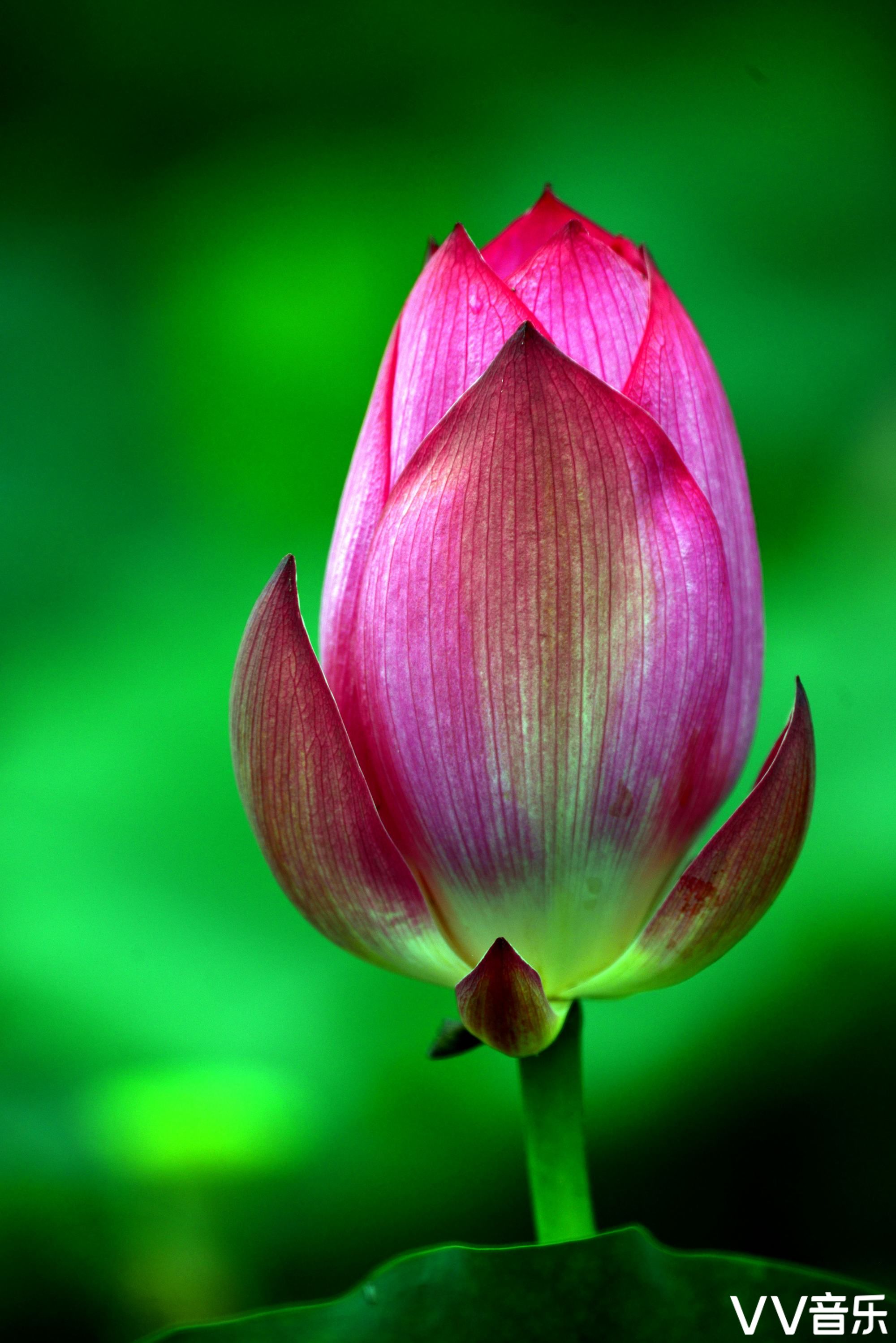 花中君子——荷花