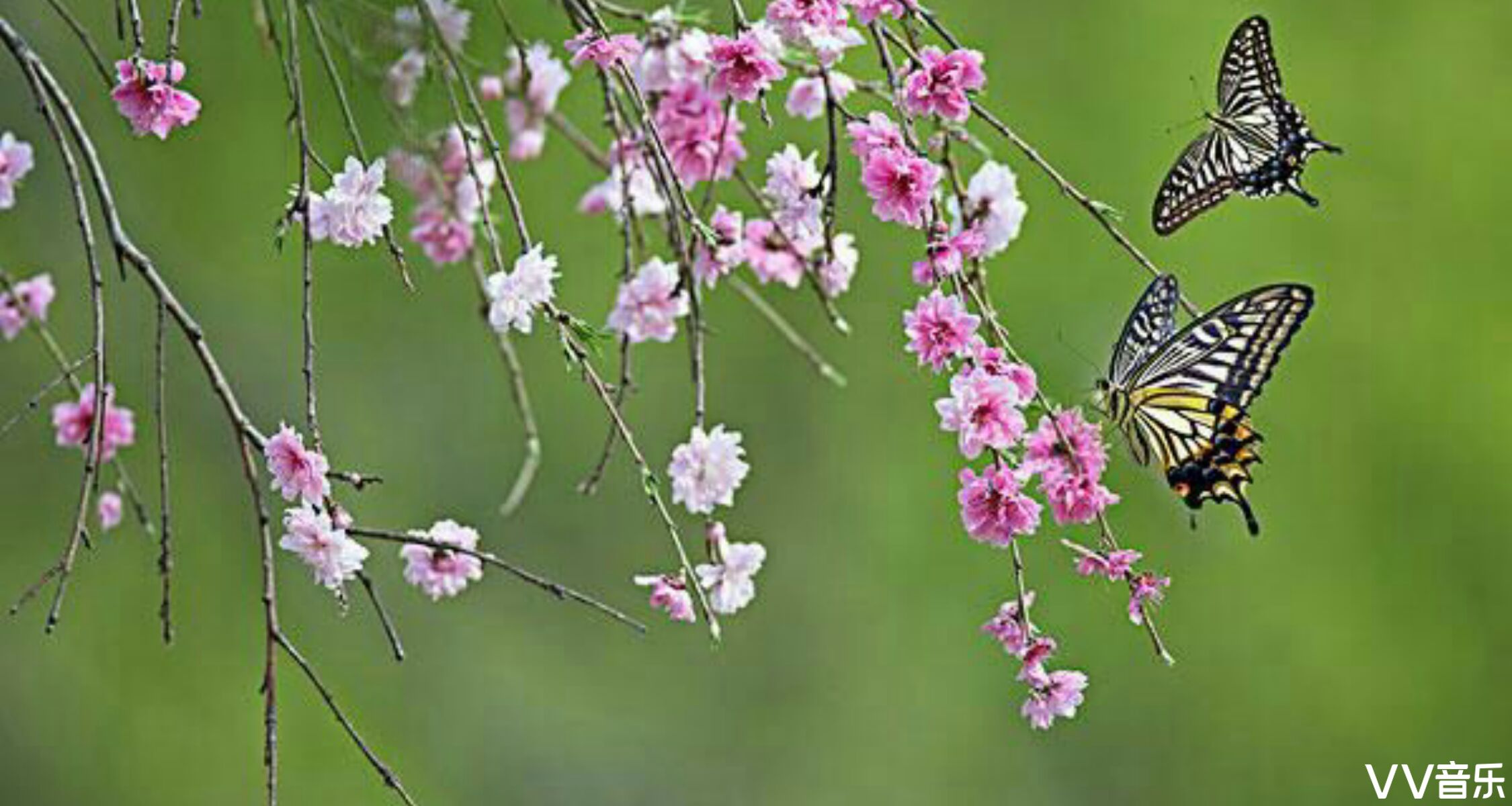 蝶恋花春