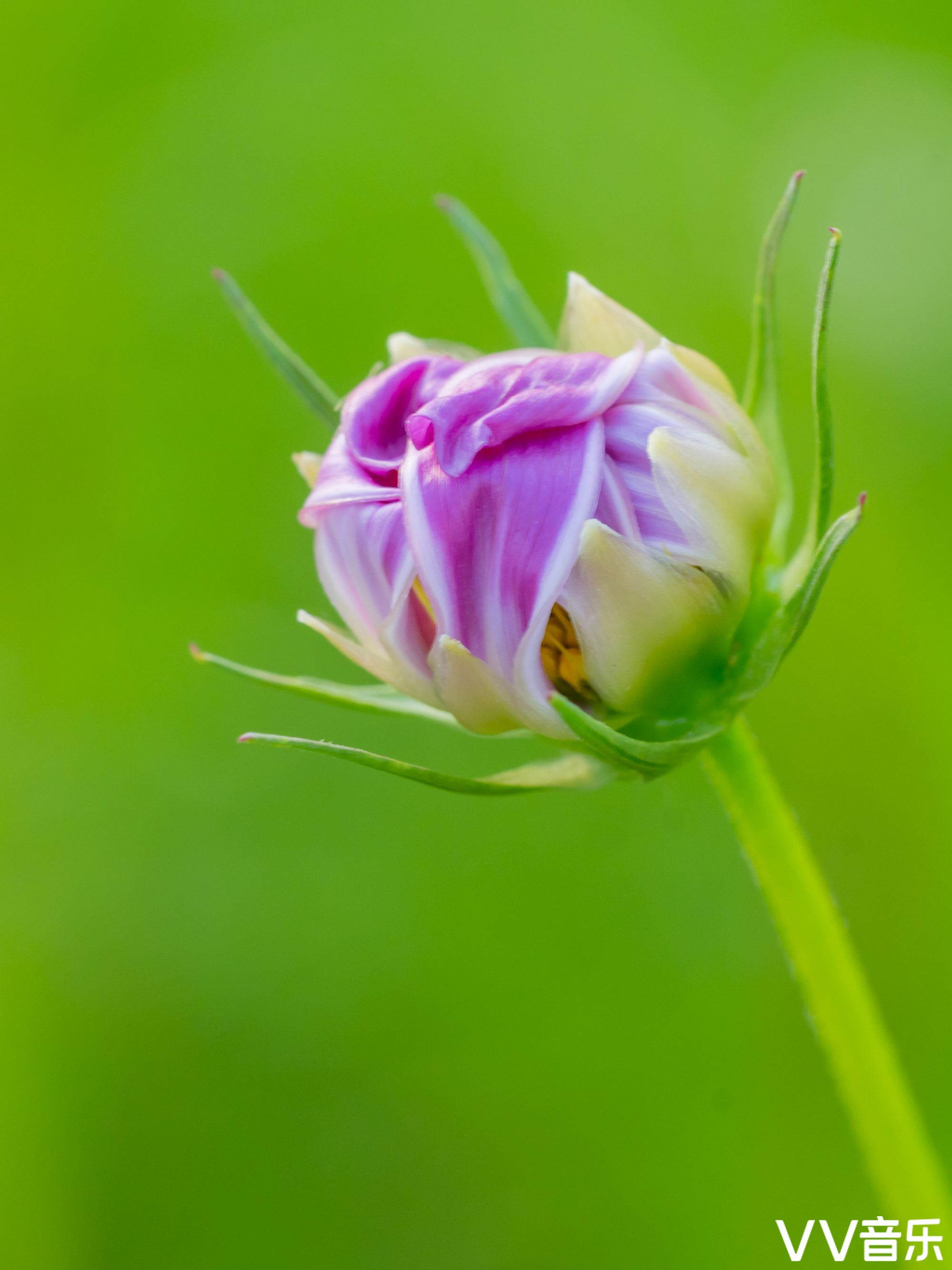波斯菊