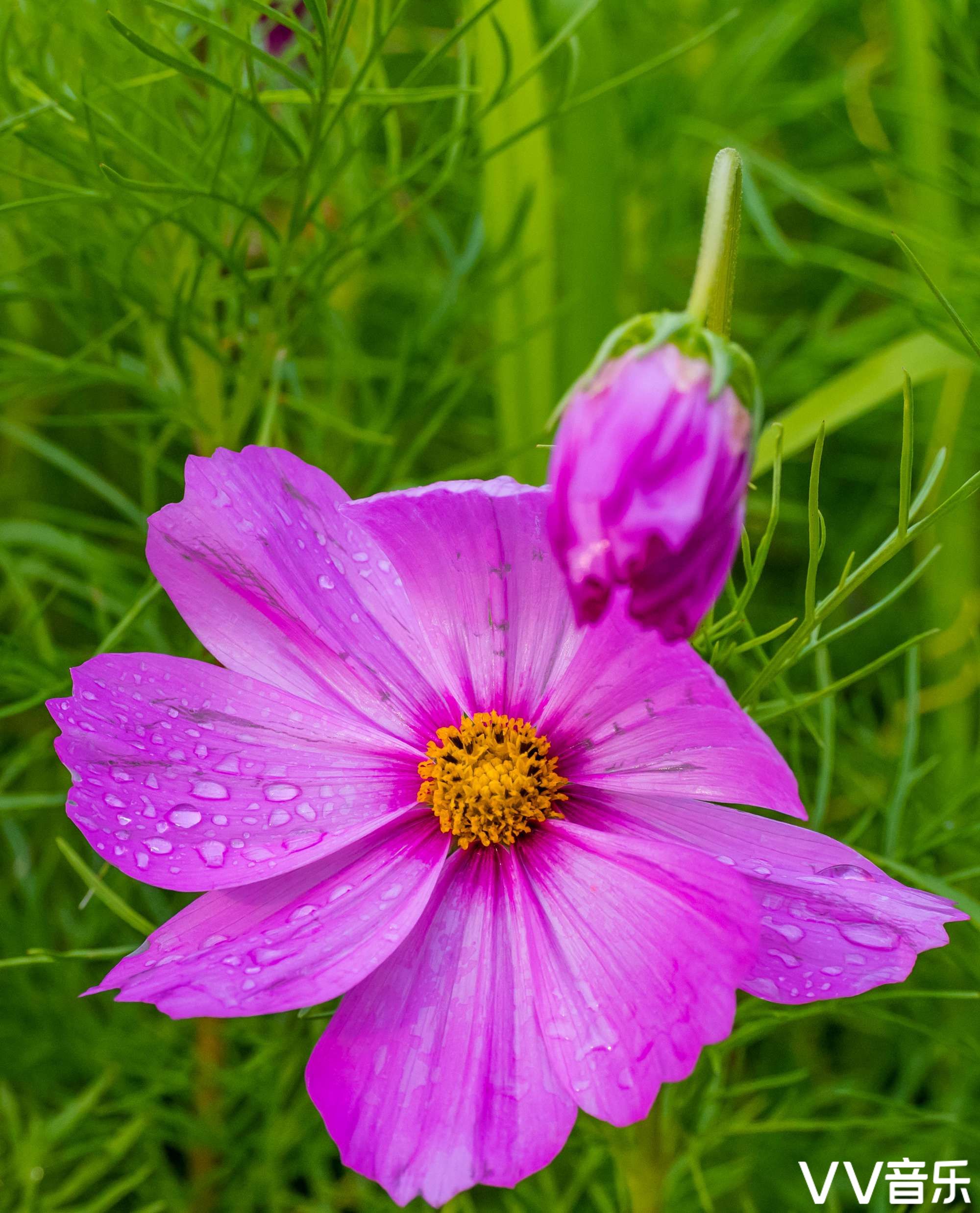 波斯菊