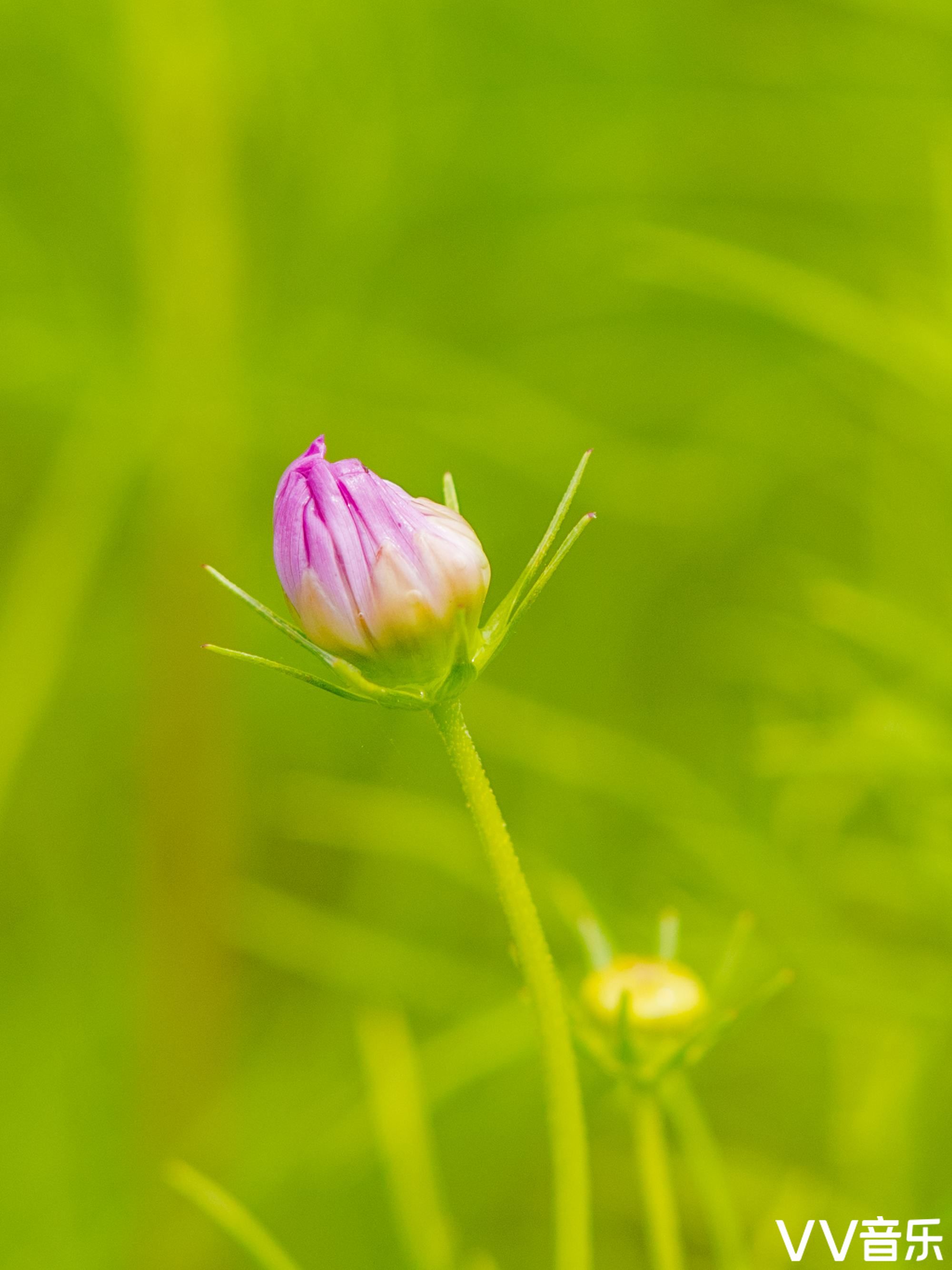 波斯菊