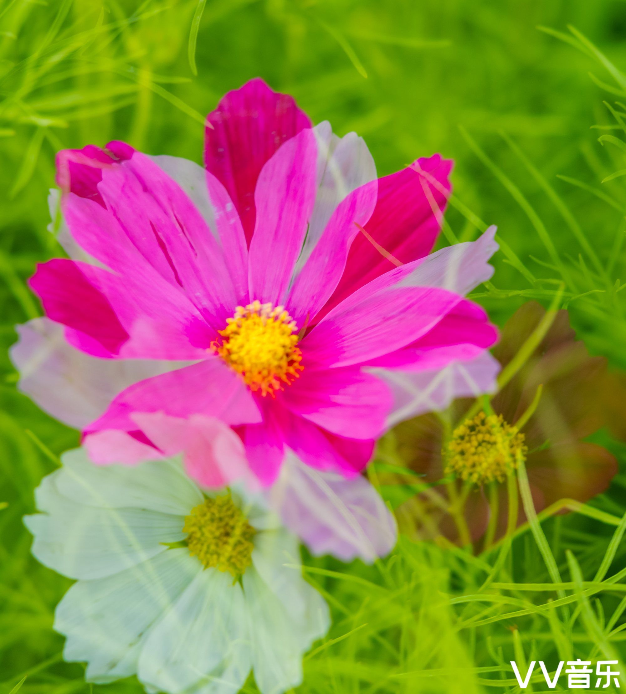 波斯菊