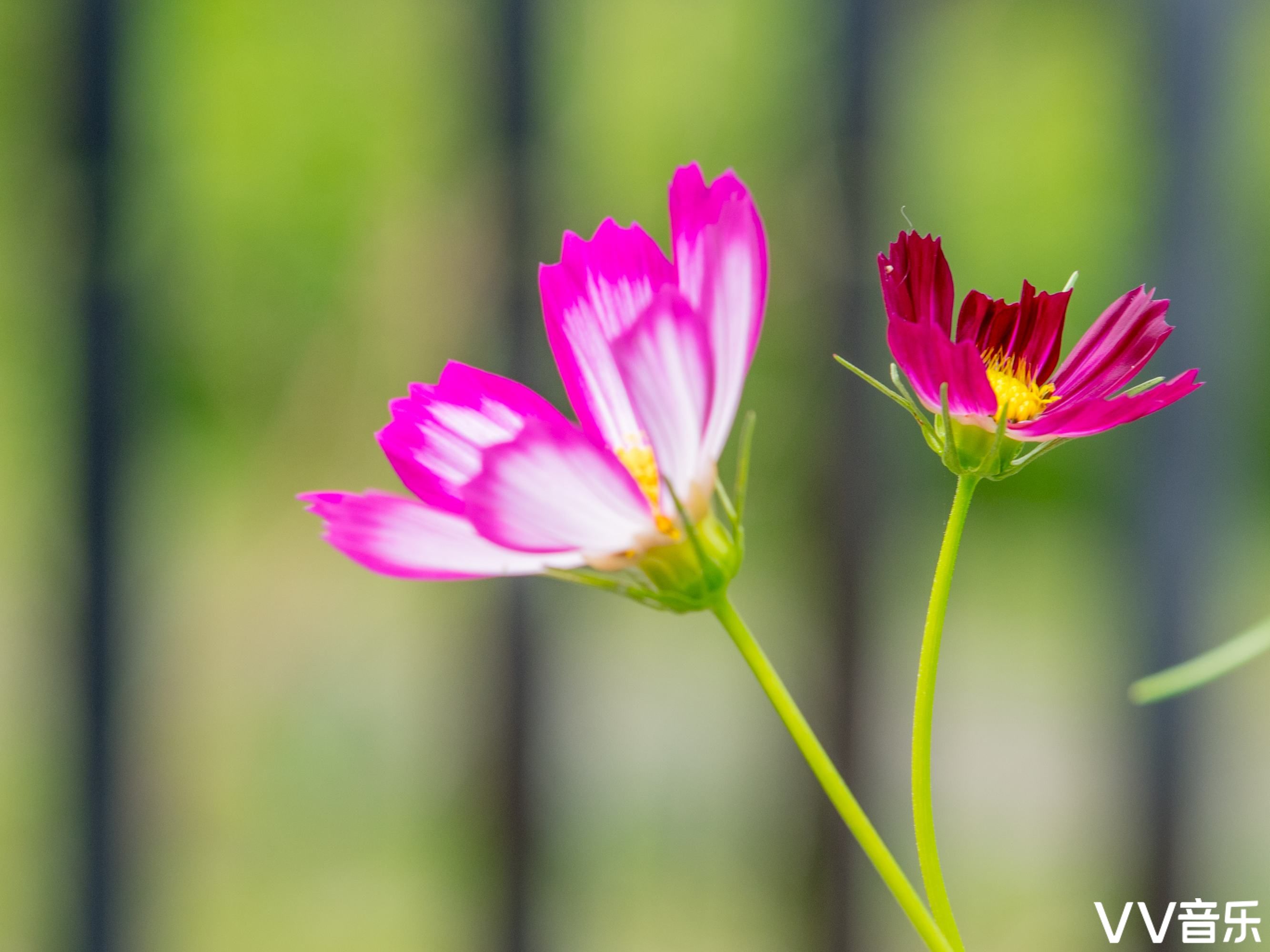 波斯菊