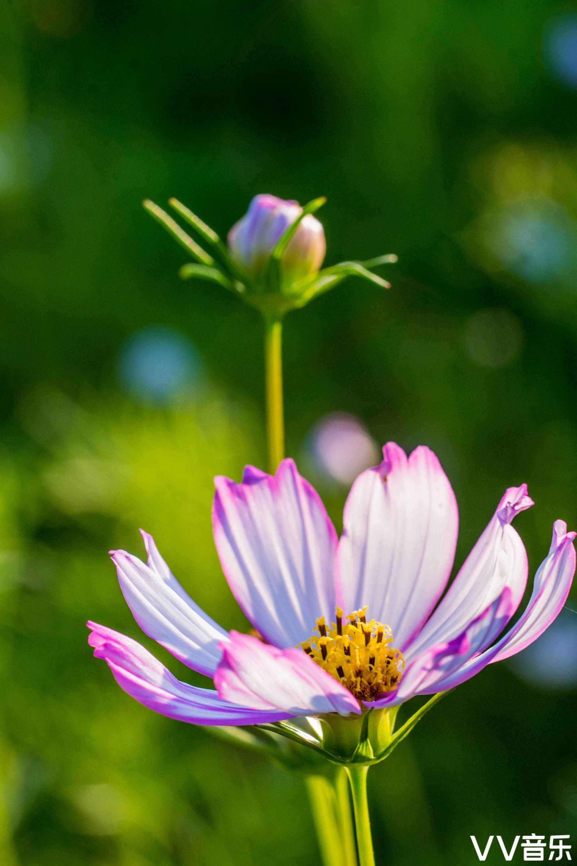 波斯菊