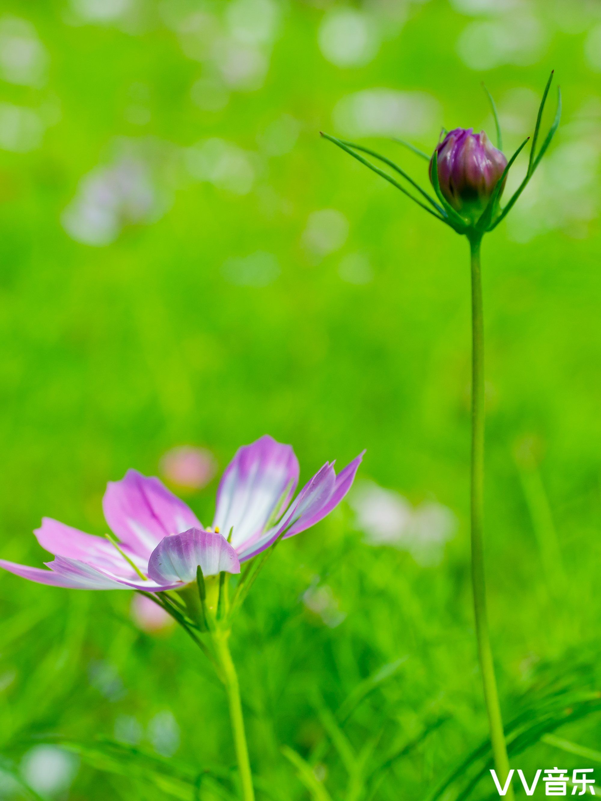 波斯菊