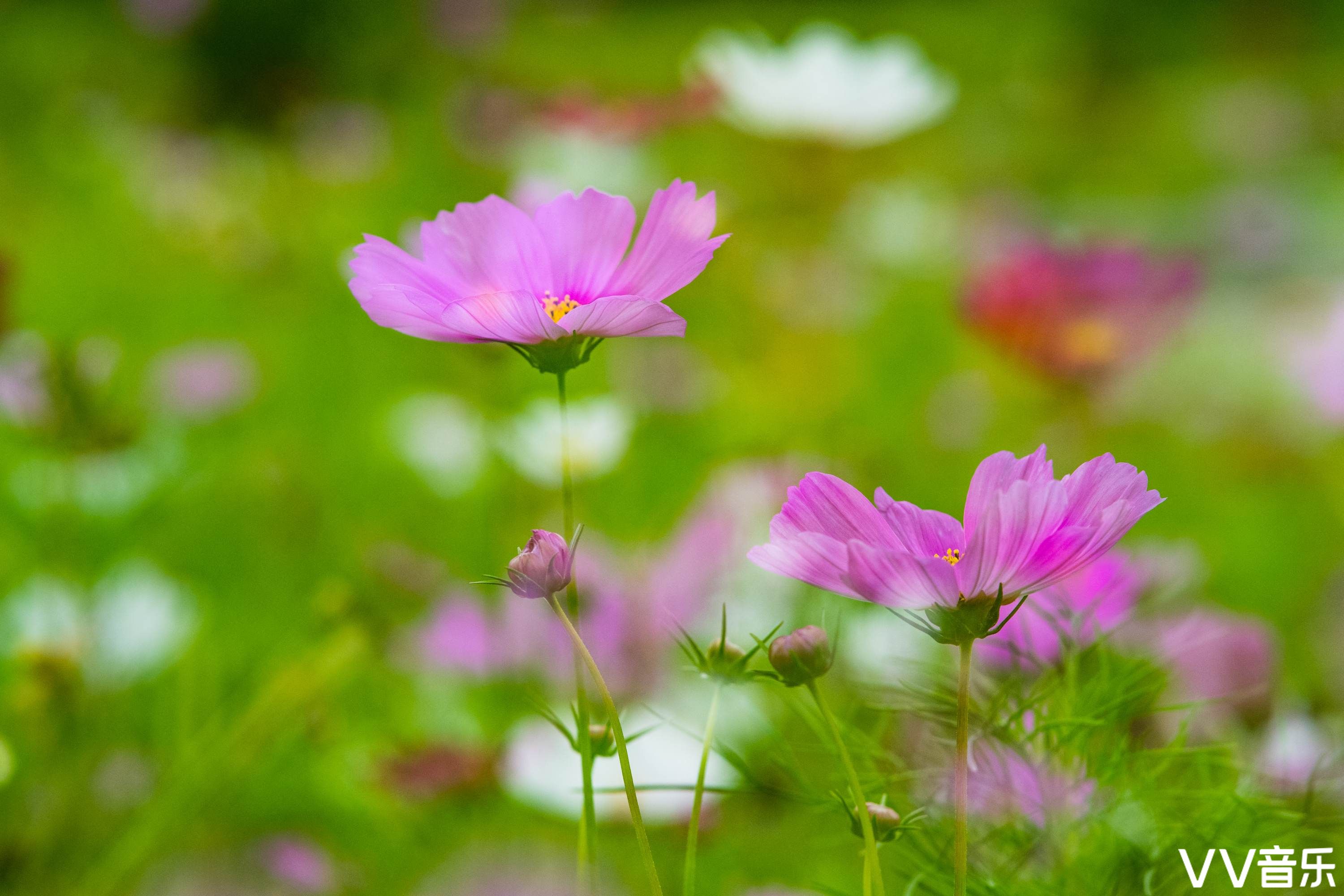 波斯菊