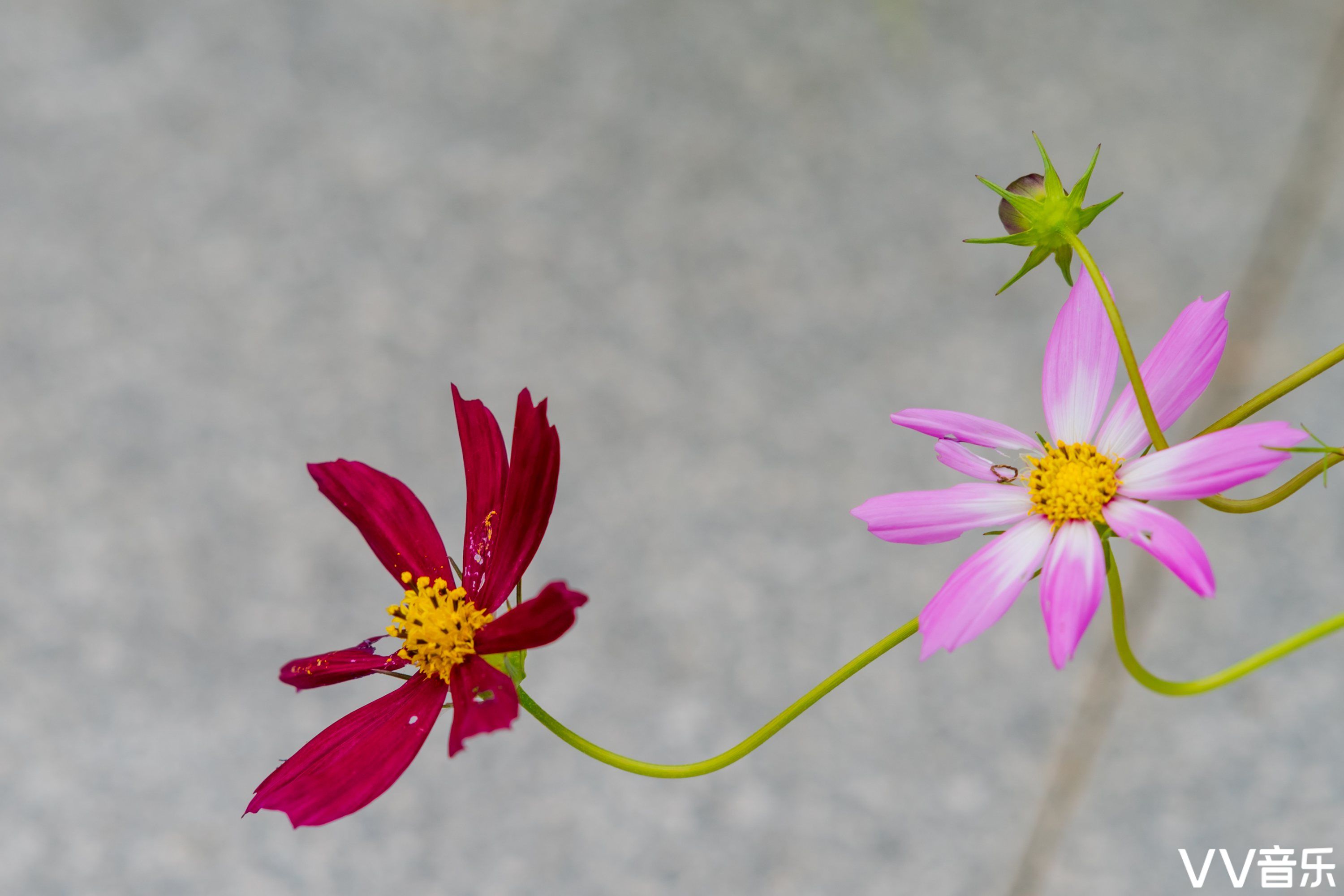 波斯菊