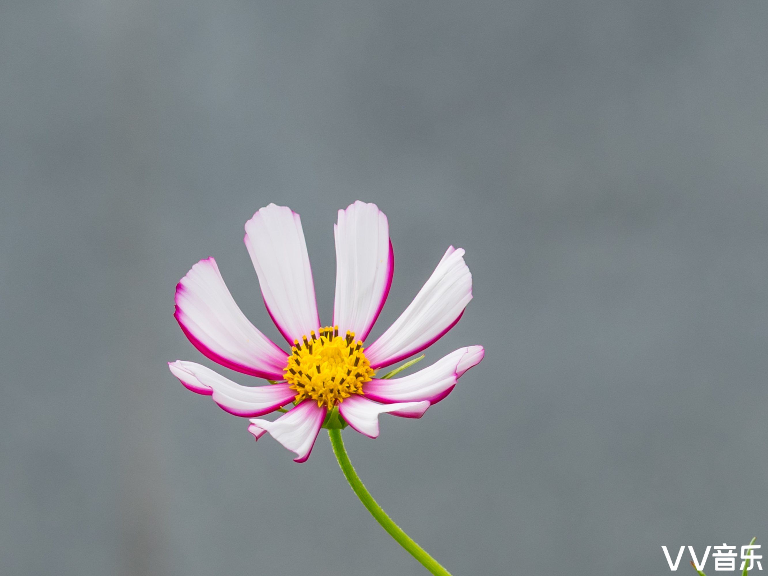 波斯菊