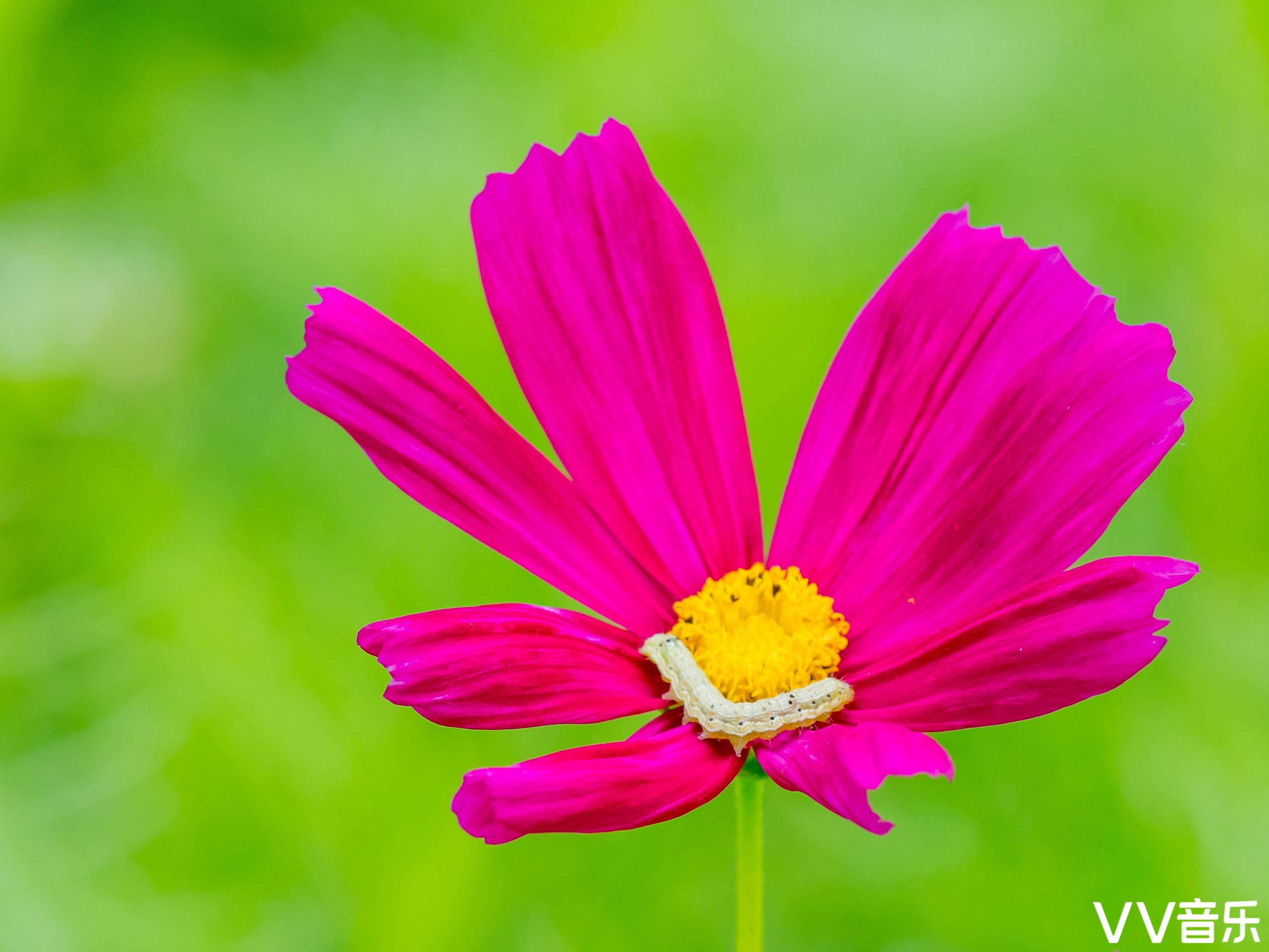 波斯菊
