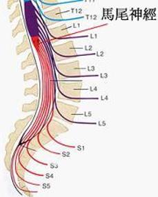 在脊髓圆锥以下的(腰骶神经根)称为马尾,共10对神经根组成.