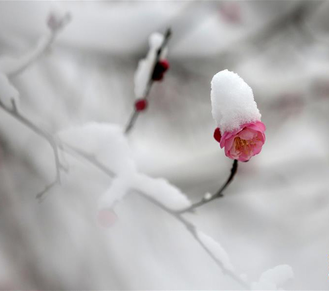 踏雪寻梅作者胥智慧制作诵读一抹雨烟