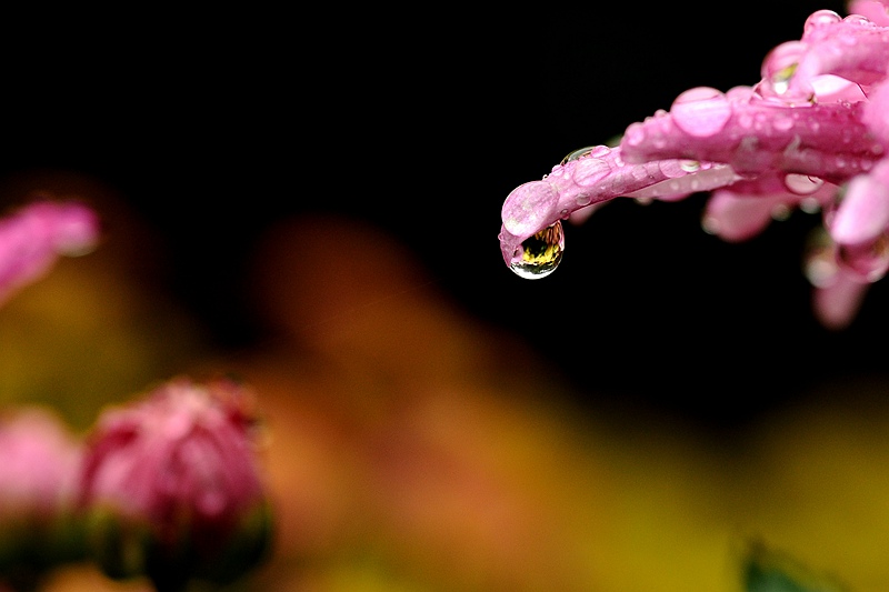 花魂泪