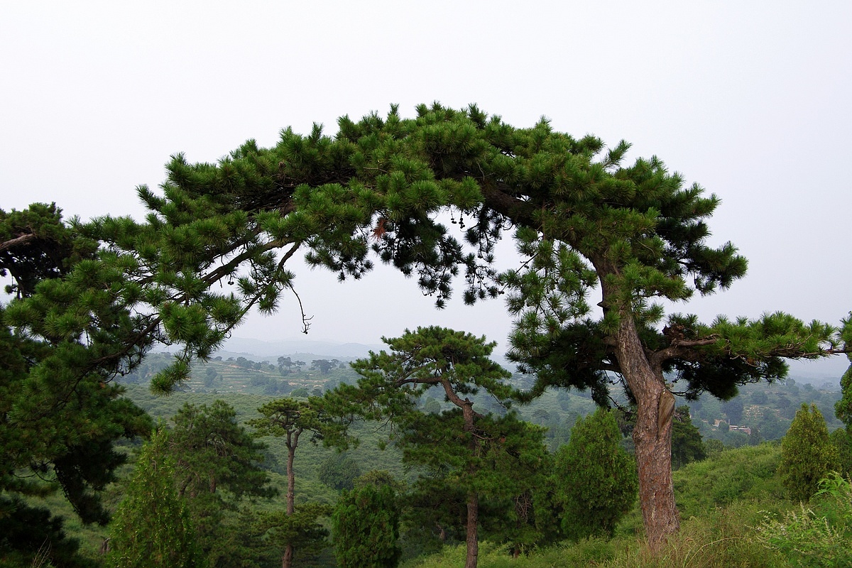 苍松翠柏