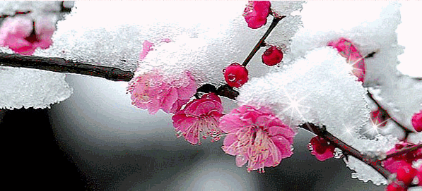 2018最美日历雪中红梅