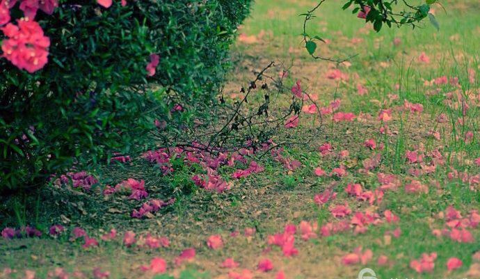 落花说