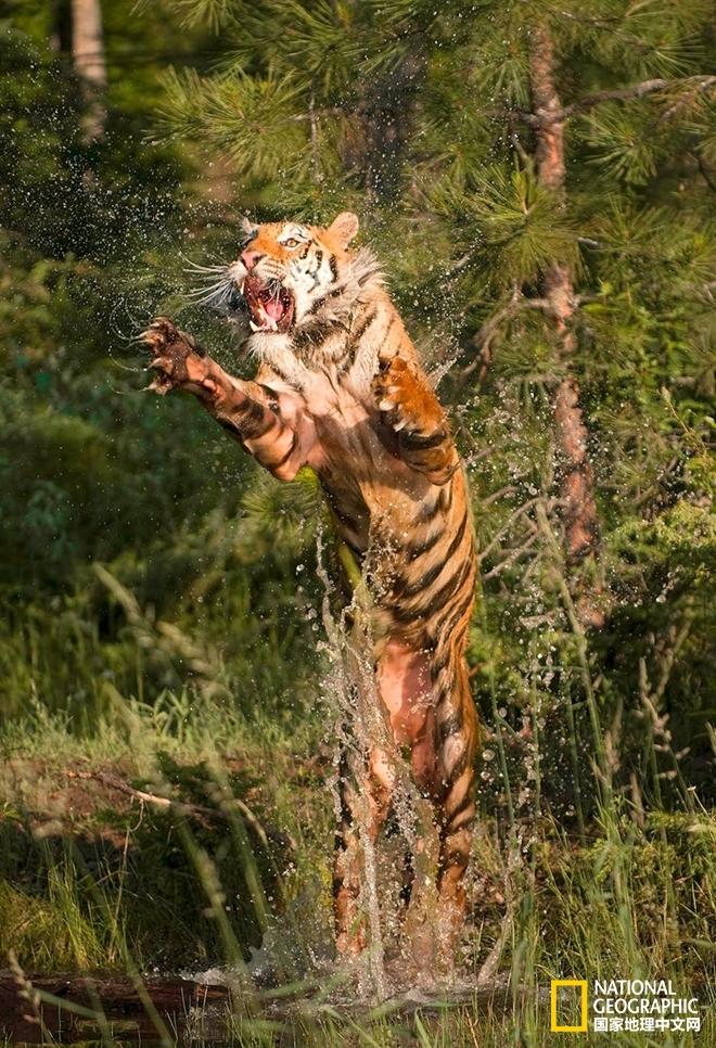 野性生灵跳跃的灵魂