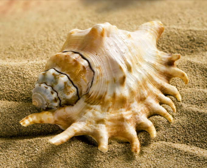 美丽的海螺世界