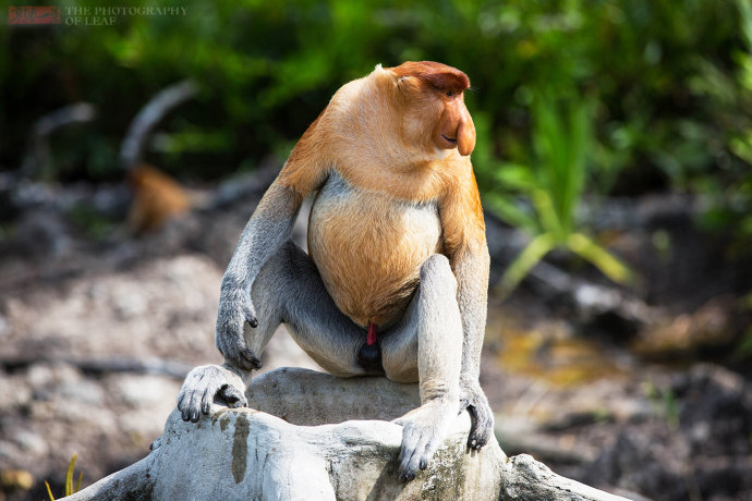 马来西亚国宝长鼻猴世界最帅的猴24小时金枪不倒