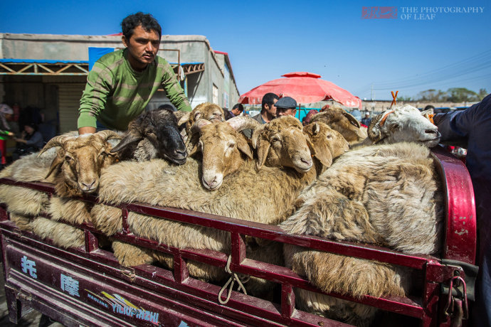 新疆这羊卖1400万高价,一筷子下去就几万,不知谁有胆量吃?