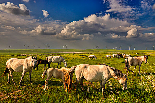 我心中蒙古大草原