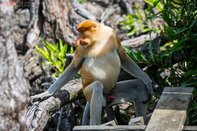 马来西亚国宝长鼻猴世界最帅的猴24小时金枪不倒