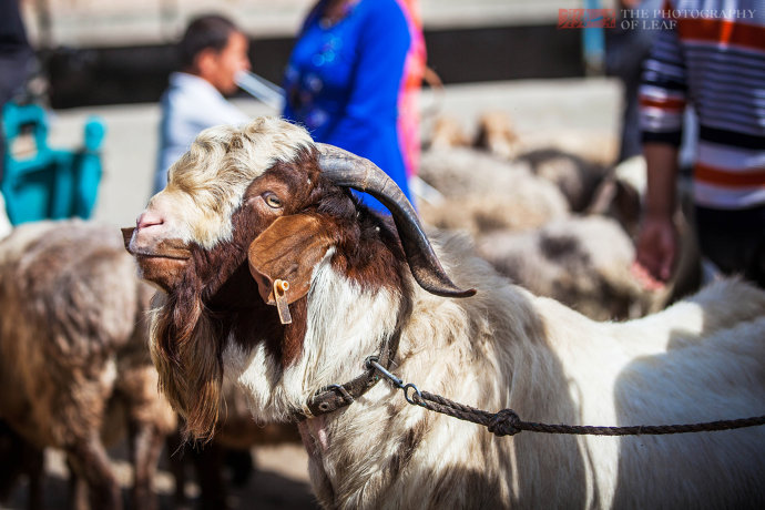 新疆这羊卖1400万高价,一筷子下去就几万,不知谁有胆量吃?