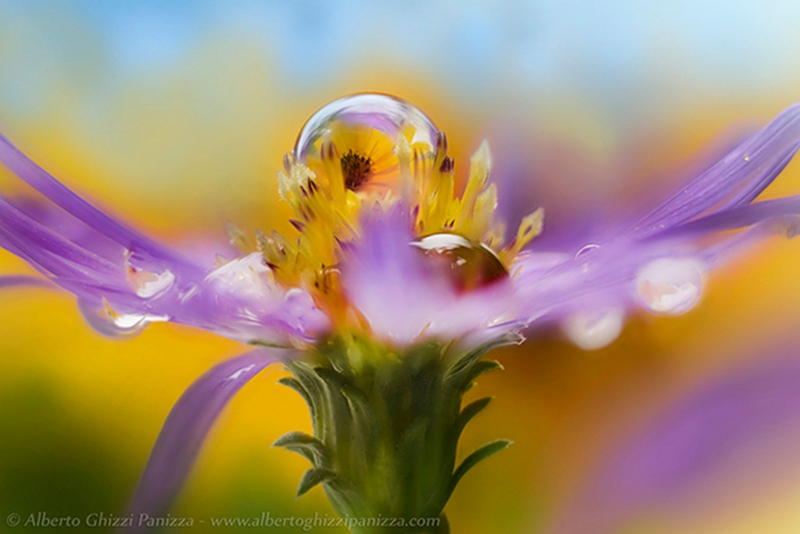 艺术摄影水滴中的花朵好美