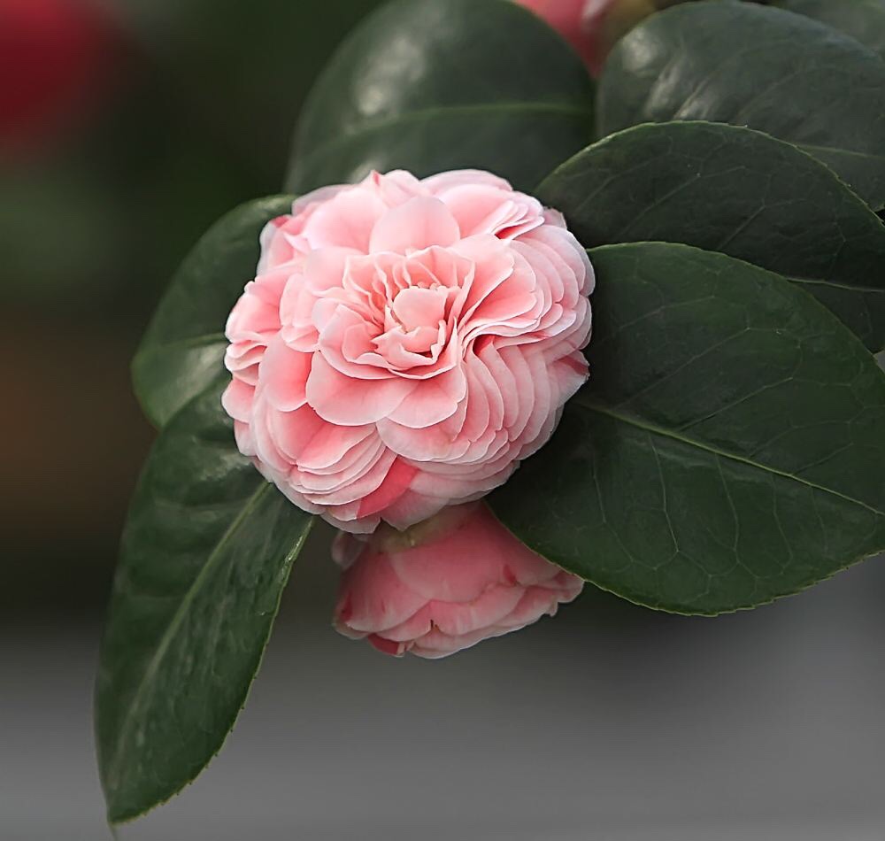 我想享受整个春天