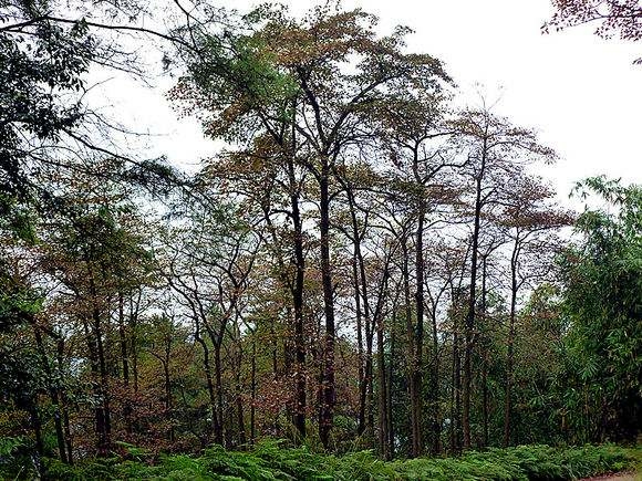 我的家乡美重庆荣昌岚峰森林公园