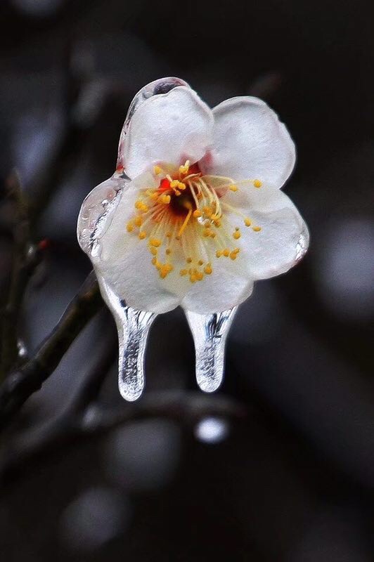 梅花歡喜漫天雪