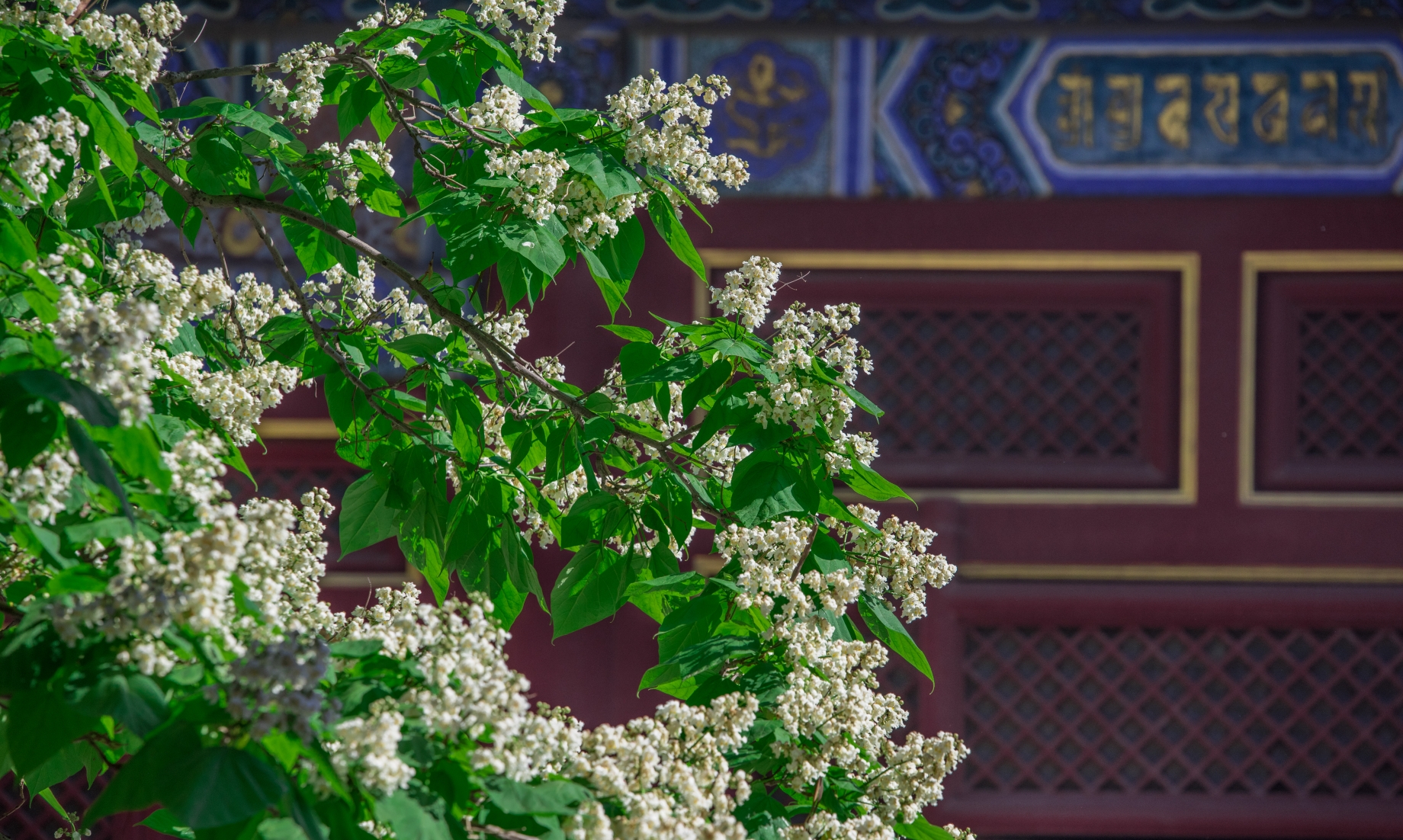 雍和宫梓树花开