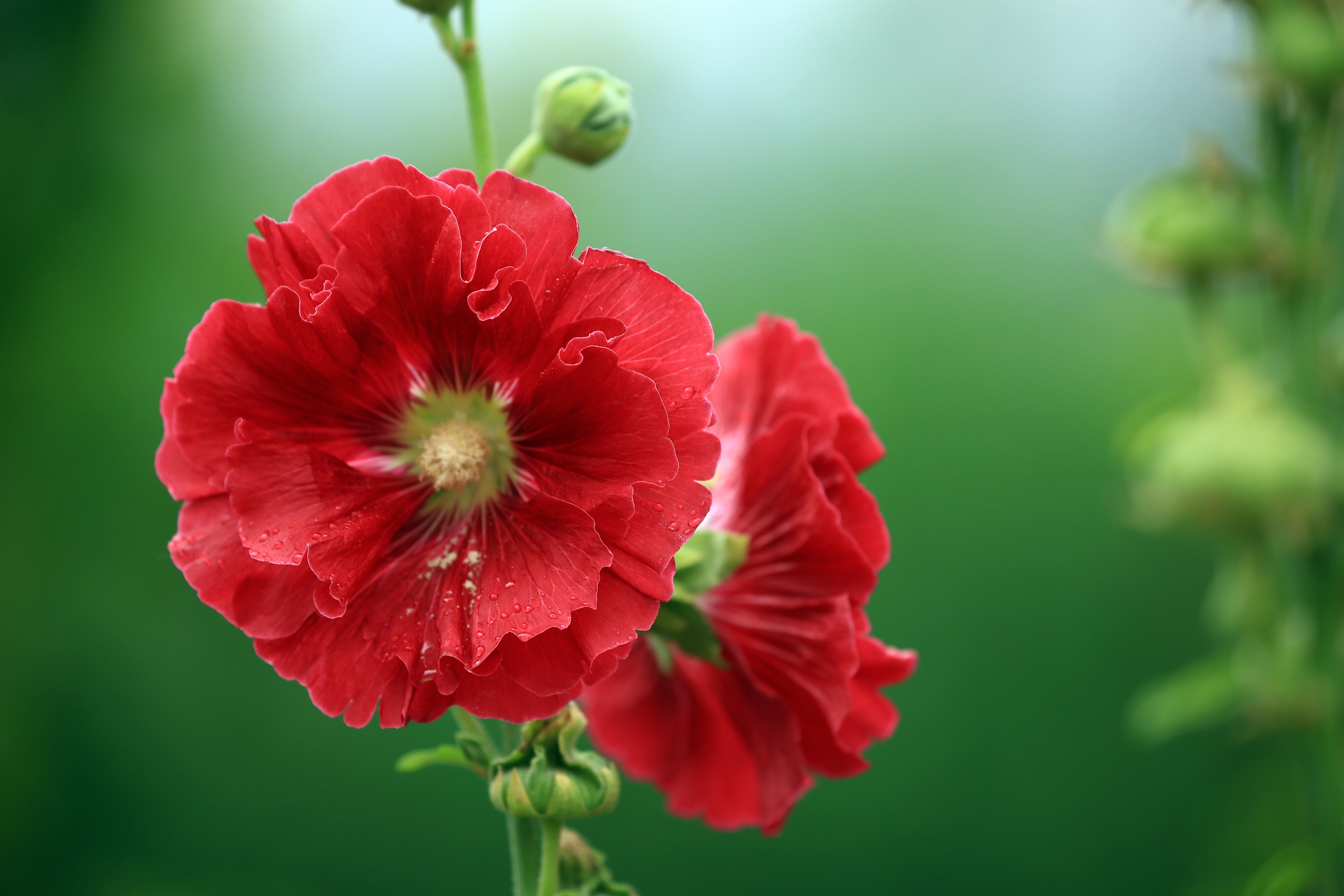 别称一丈红,大蜀季,戎葵.二年生直立草本,高达2米,茎枝密被刺毛.