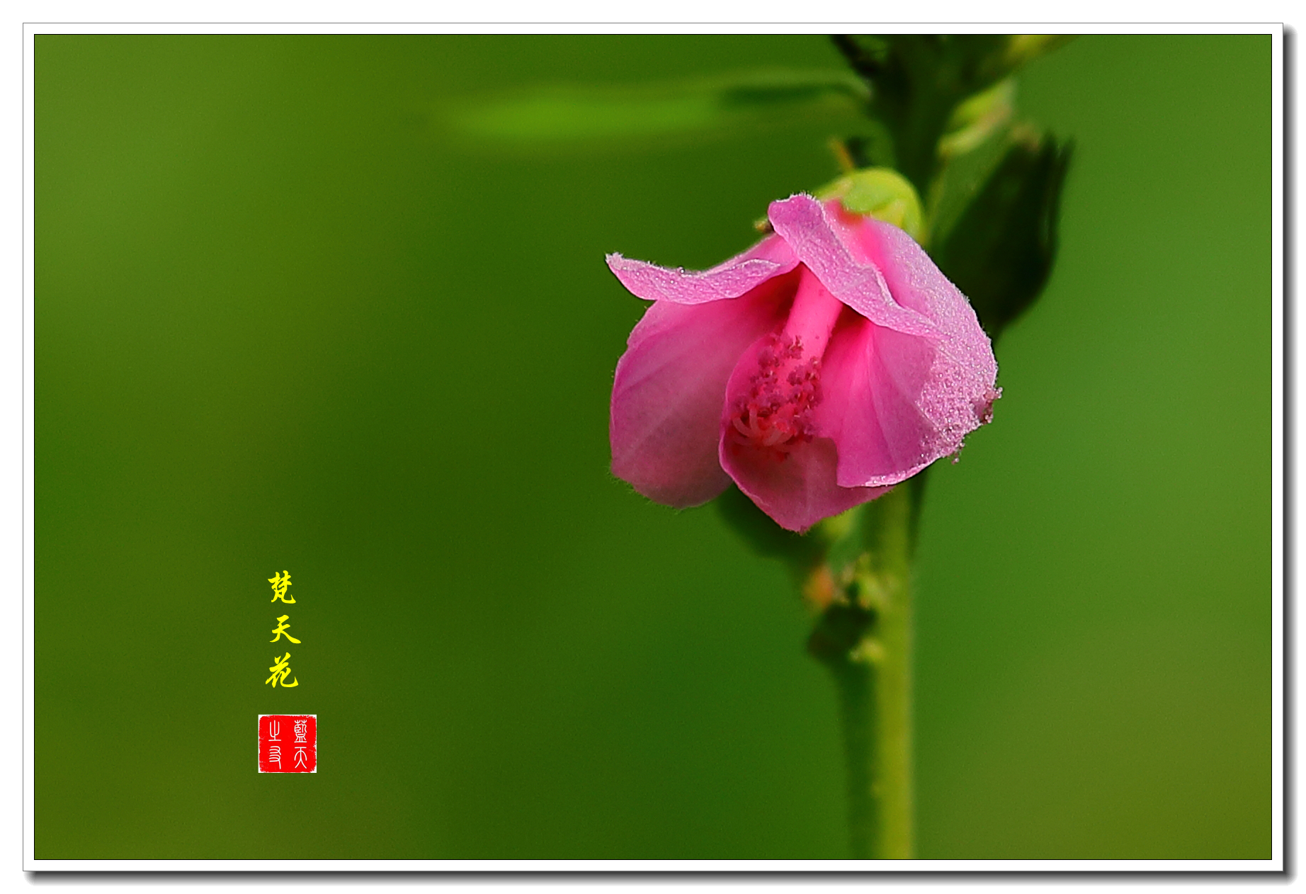 【首发】美丽的梵天花