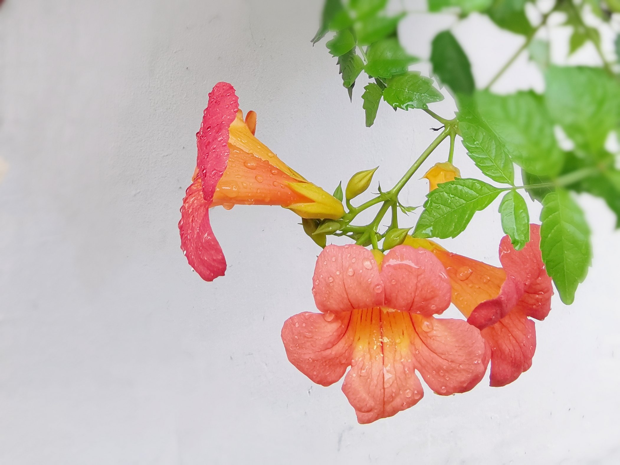 【首发】雨后凌霄花