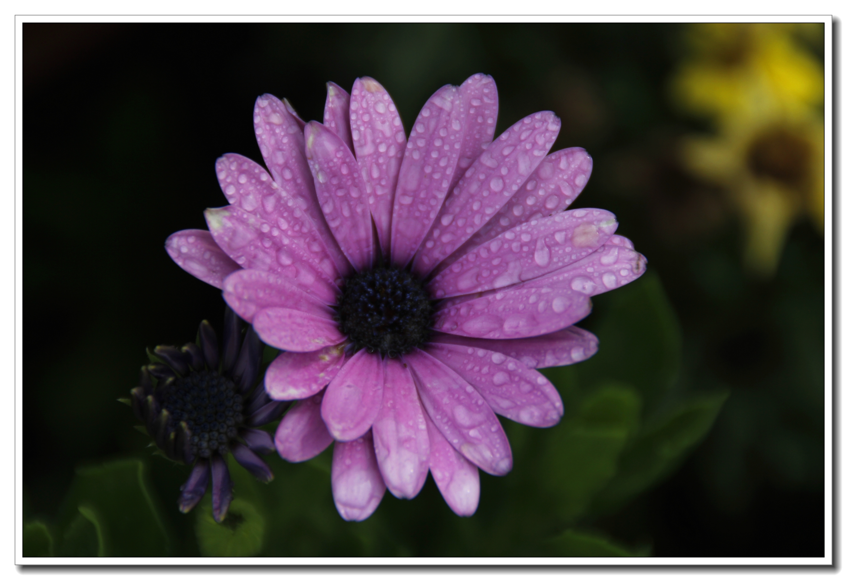 【首发】雨中蓝目菊的样子