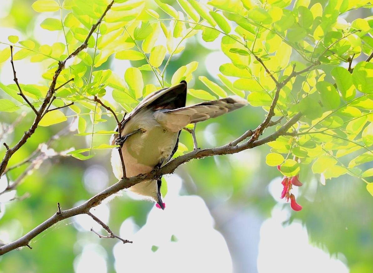 紫槐花开鸟飞舞