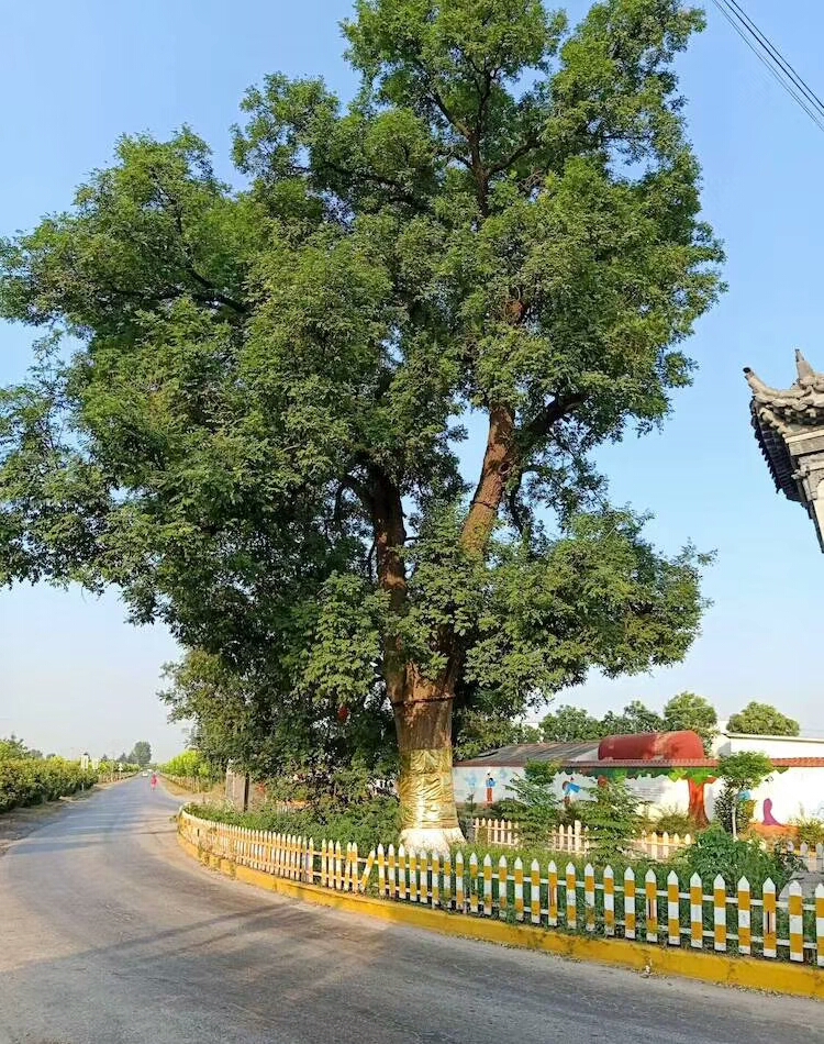 王森,徐云王韶春,刘清涛,致远,绿竹青青,景昆,唐桂英刘旭平,梧桐落雨