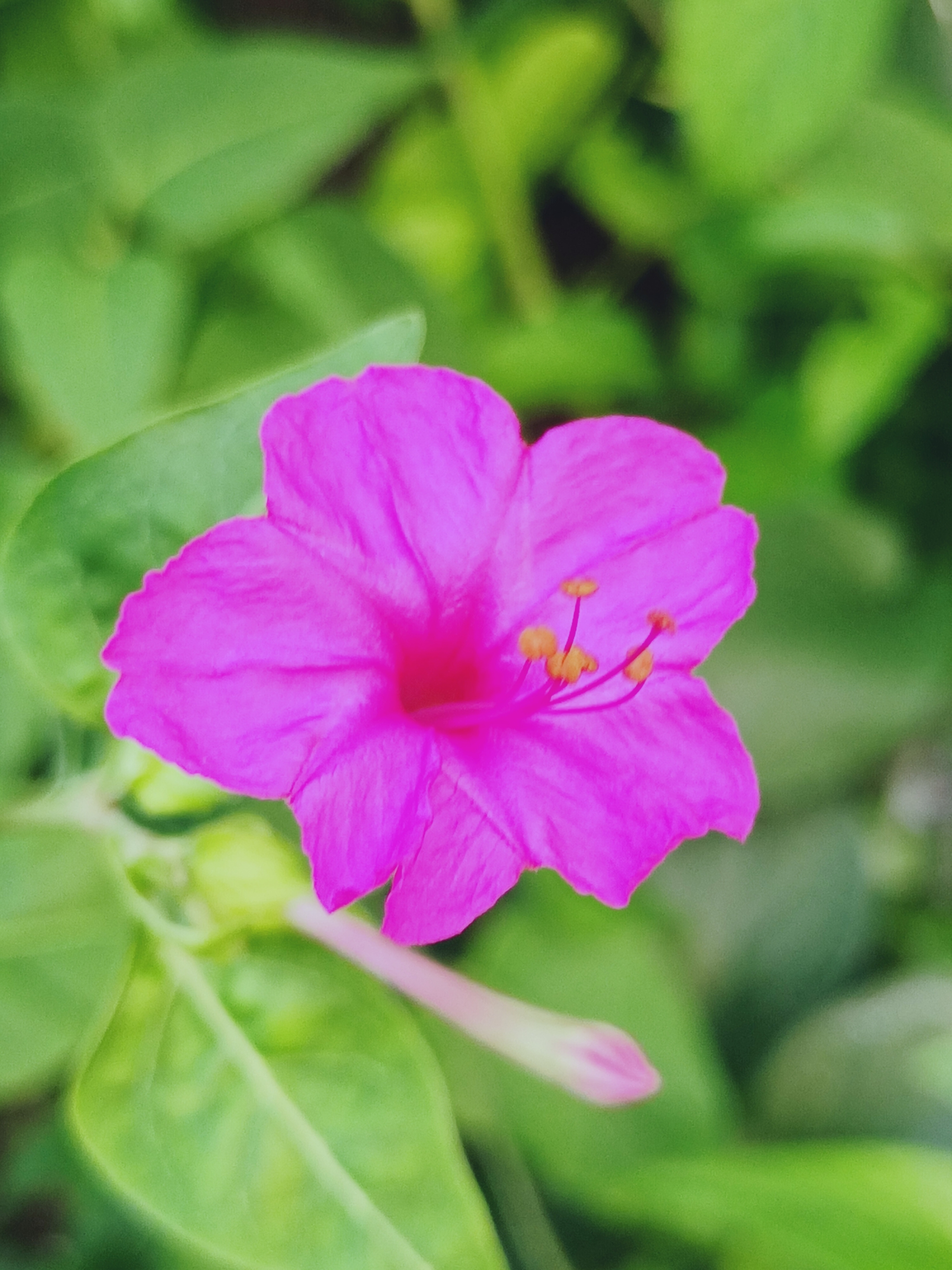 【首发】紫茉莉