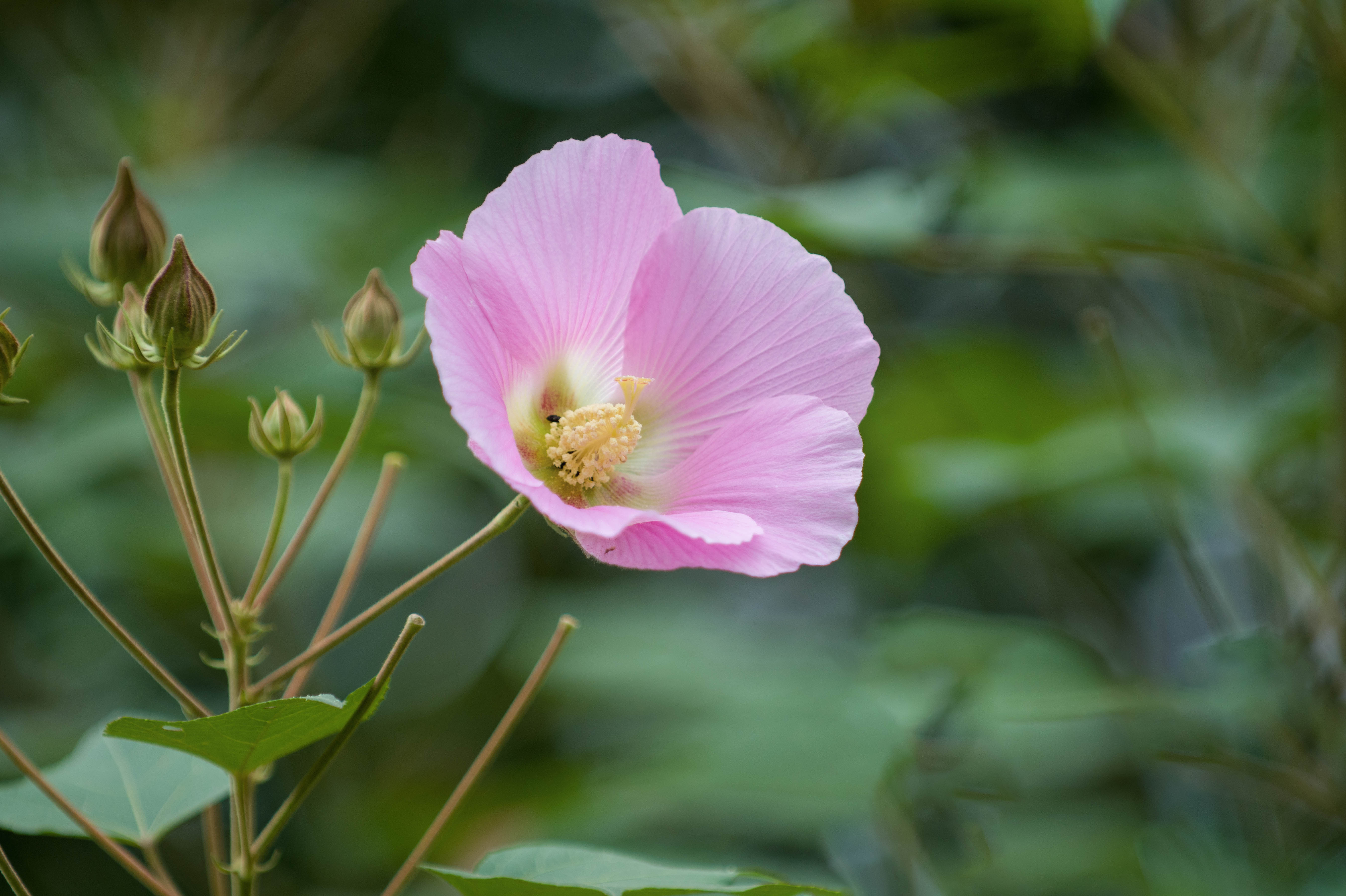 芙蓉花长什么样子图片图片