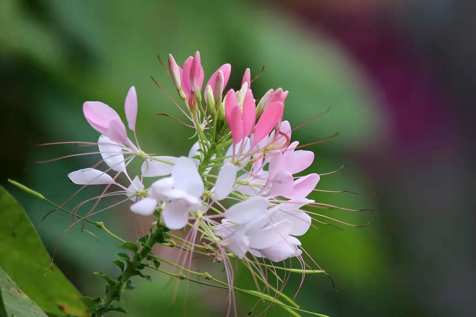 醉蝶花