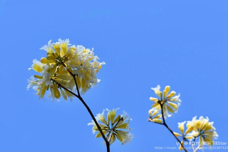 首发花城广州白花风铃木