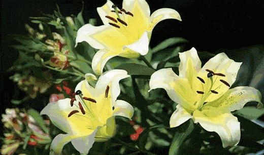 520_307gif 动态图 动图