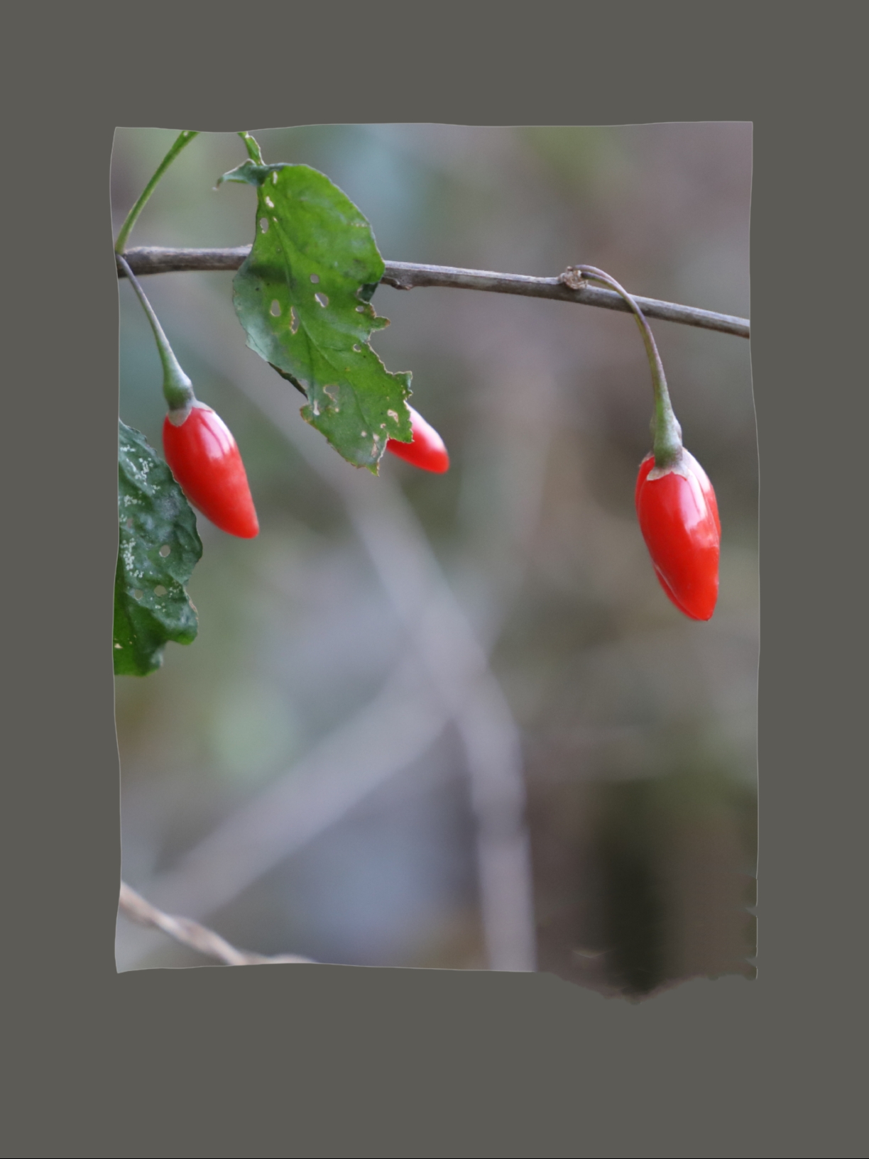 初冬山野枸杞漫山红