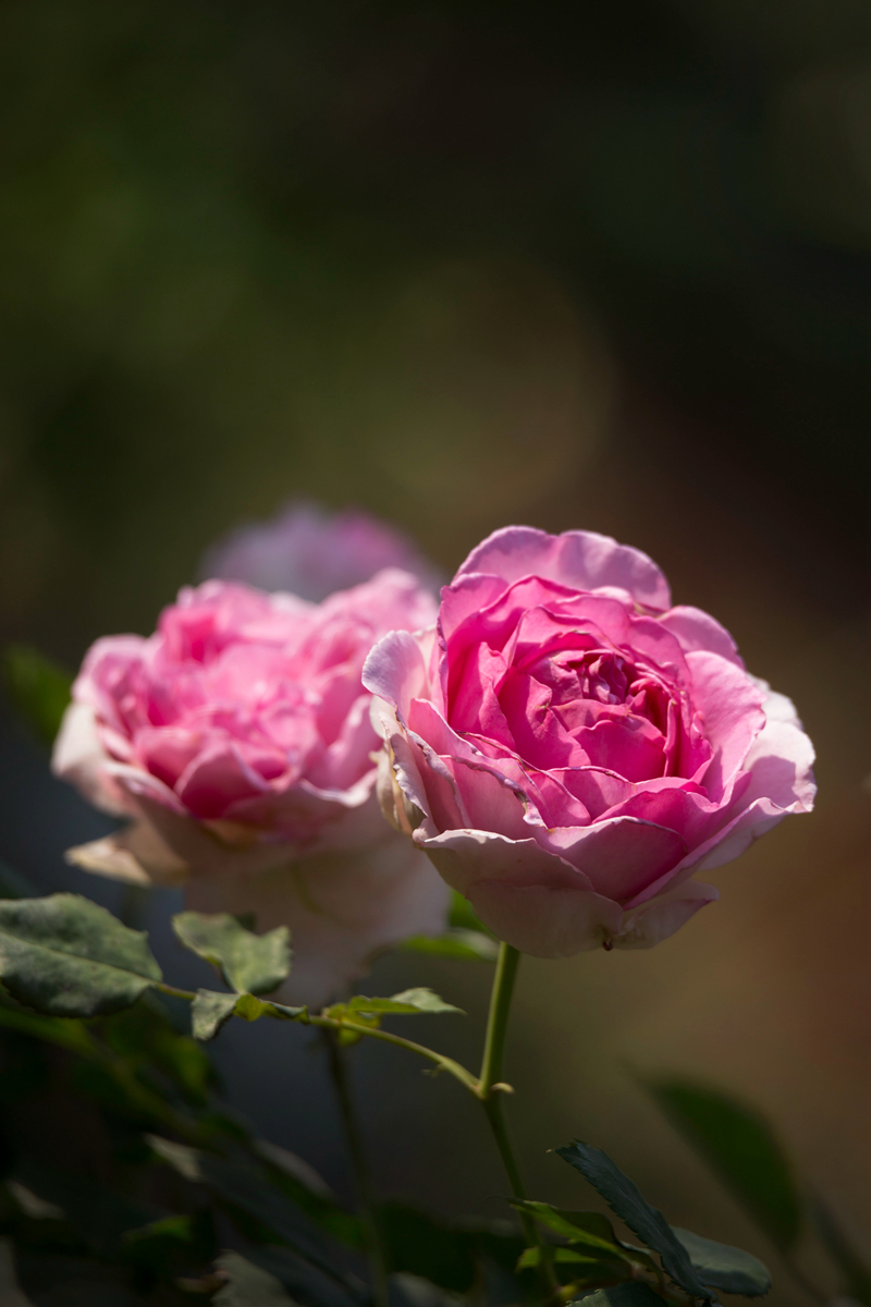 【首发】月月花