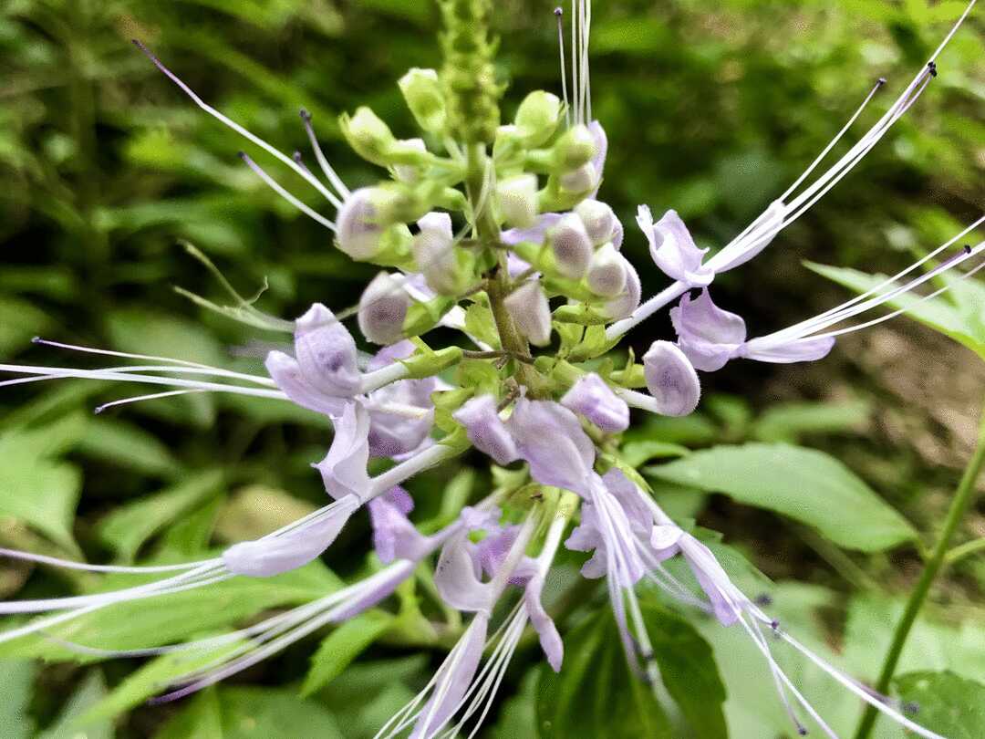 首发〗猫须草