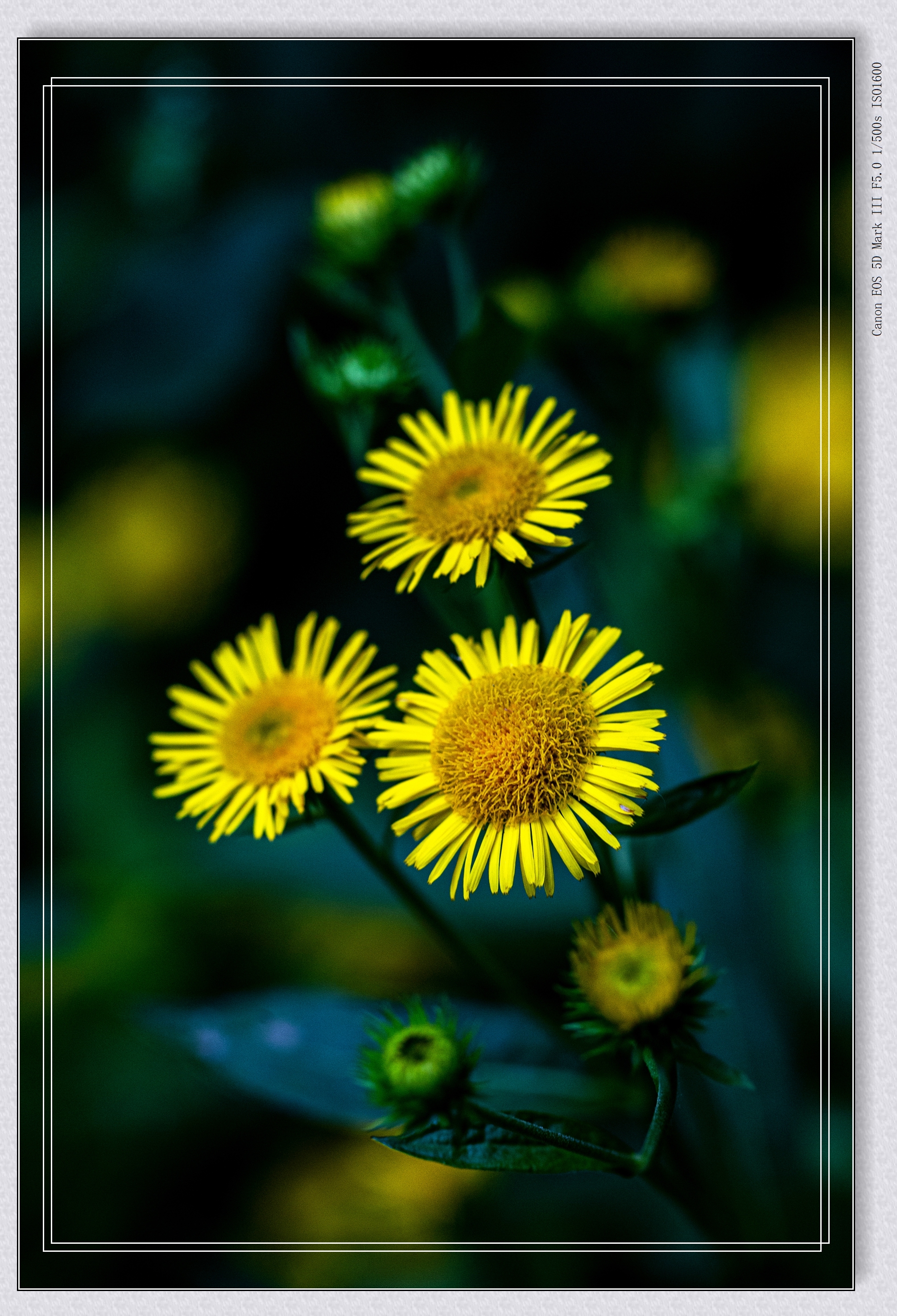 (首发)六月菊〈2〉