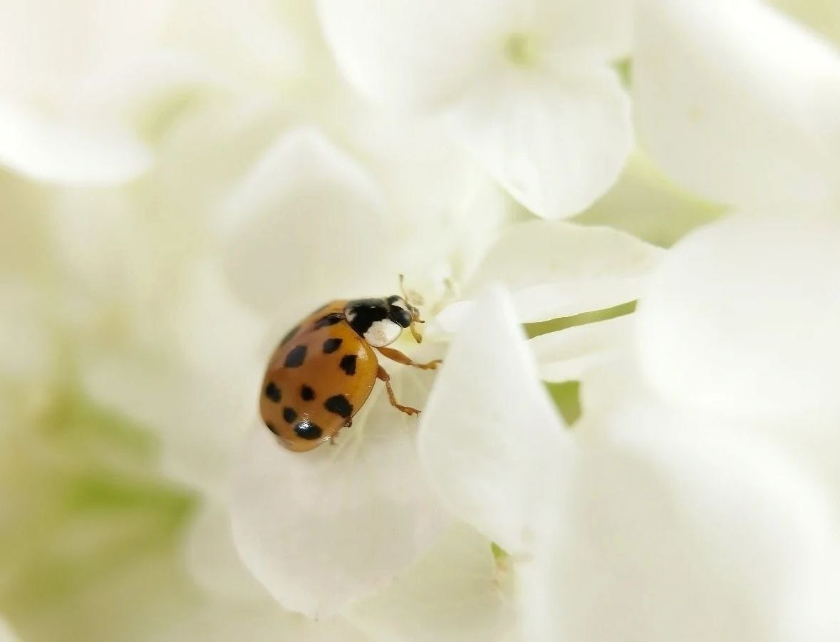 白色的贝拉安娜与橙色瓢虫搭配一起完美清新.