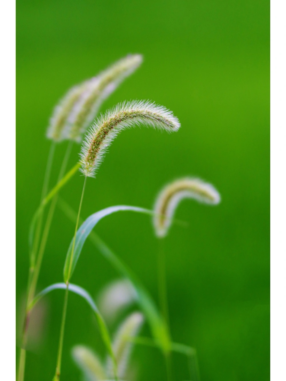 《狗尾巴草》